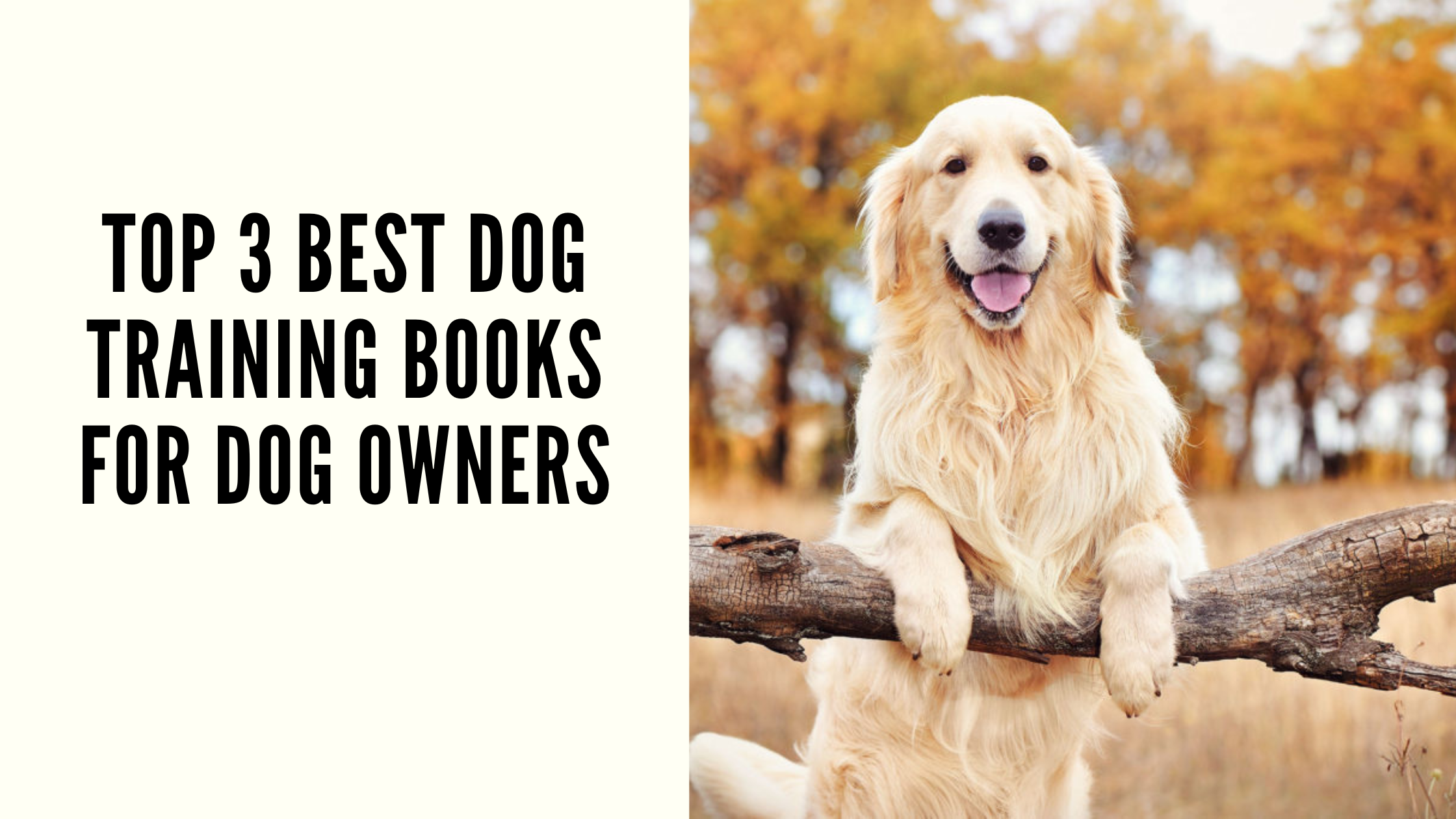 Top 3 Best Dog Training Books for Dog Owners
