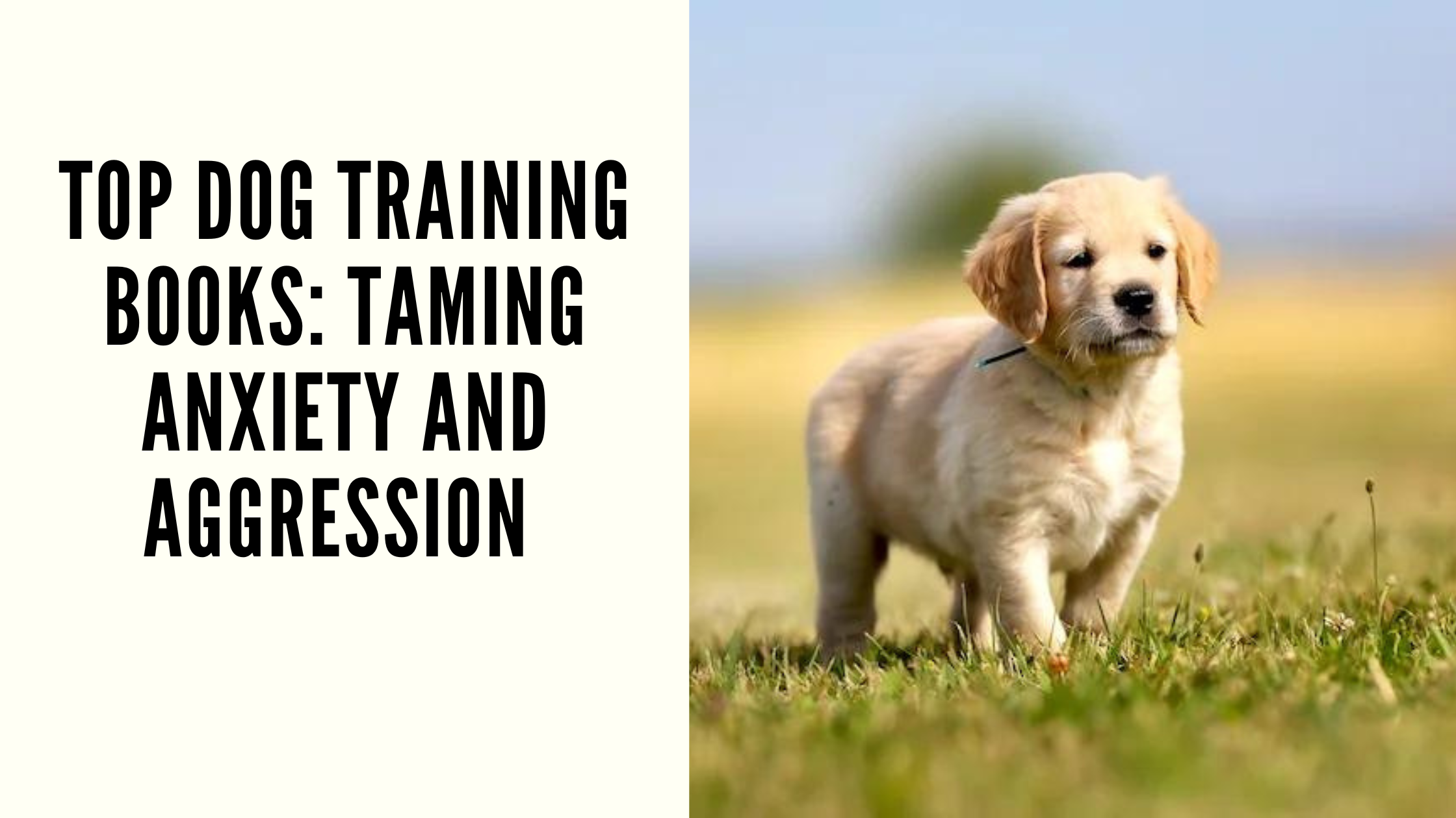 Top Dog Training Books: Taming Anxiety and Aggression recommended by Dog Expert